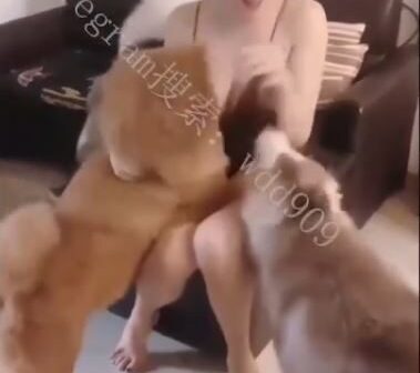 Sex Thú Gái Xinh cùng với một đàn chó